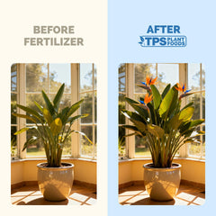 TPS NUTRIENTS Bird of Paradise root growth closeup demonstrates stronger root systems