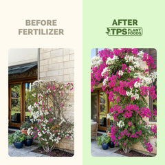 TPS NUTRIENTS Bougainvillea fertilizer dilution image demonstrates easy mixing.
