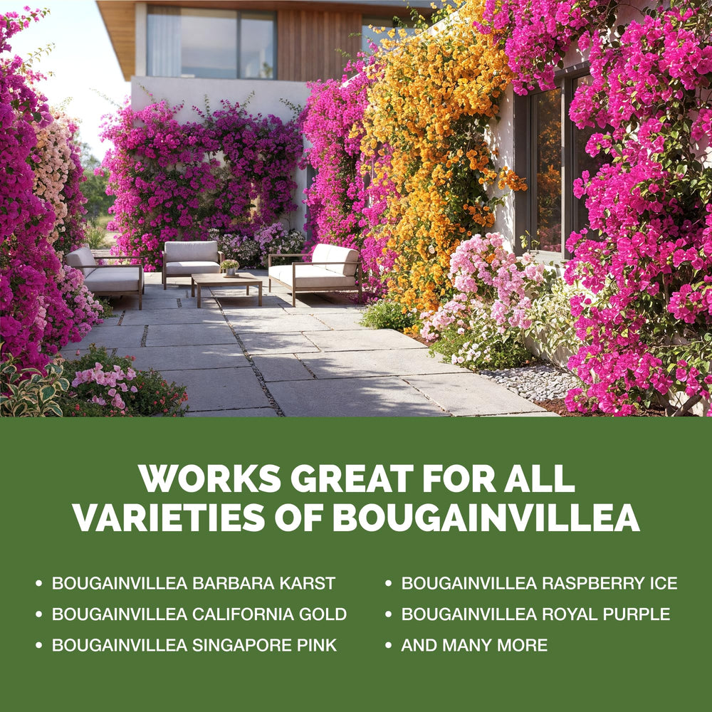 TPS NUTRIENTS Bougainvillea plants in garden show lush color.