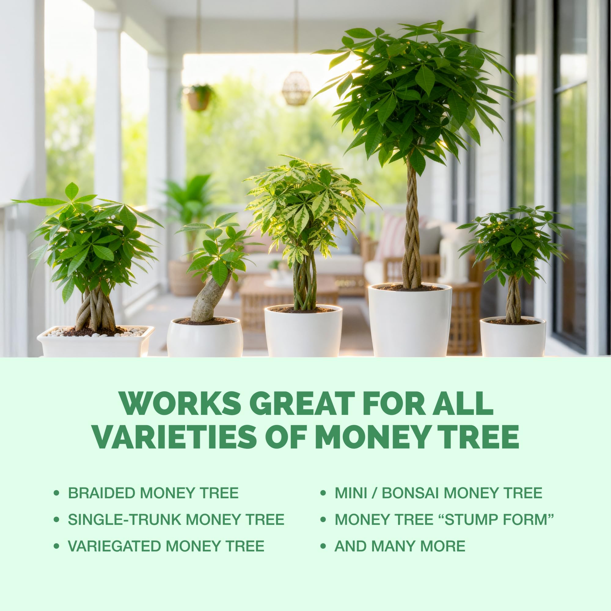 TPS Nutrients Money Tree home office plants setup on a desk.