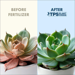 TPS NUTRIENTS succulent plant food thick-leaves delivers fuller foliage with gentle nutrition.