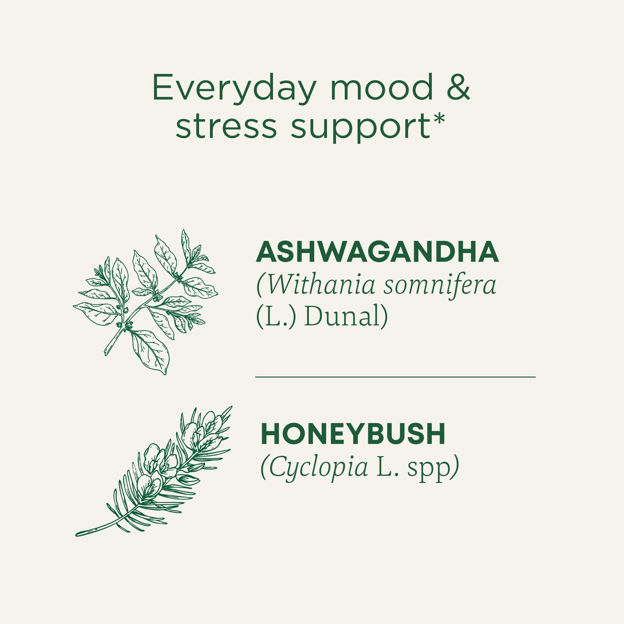 Traditional Medicinals Ashwagandha-Honeybush tea cup reveals floral, mildly sweet flavors.