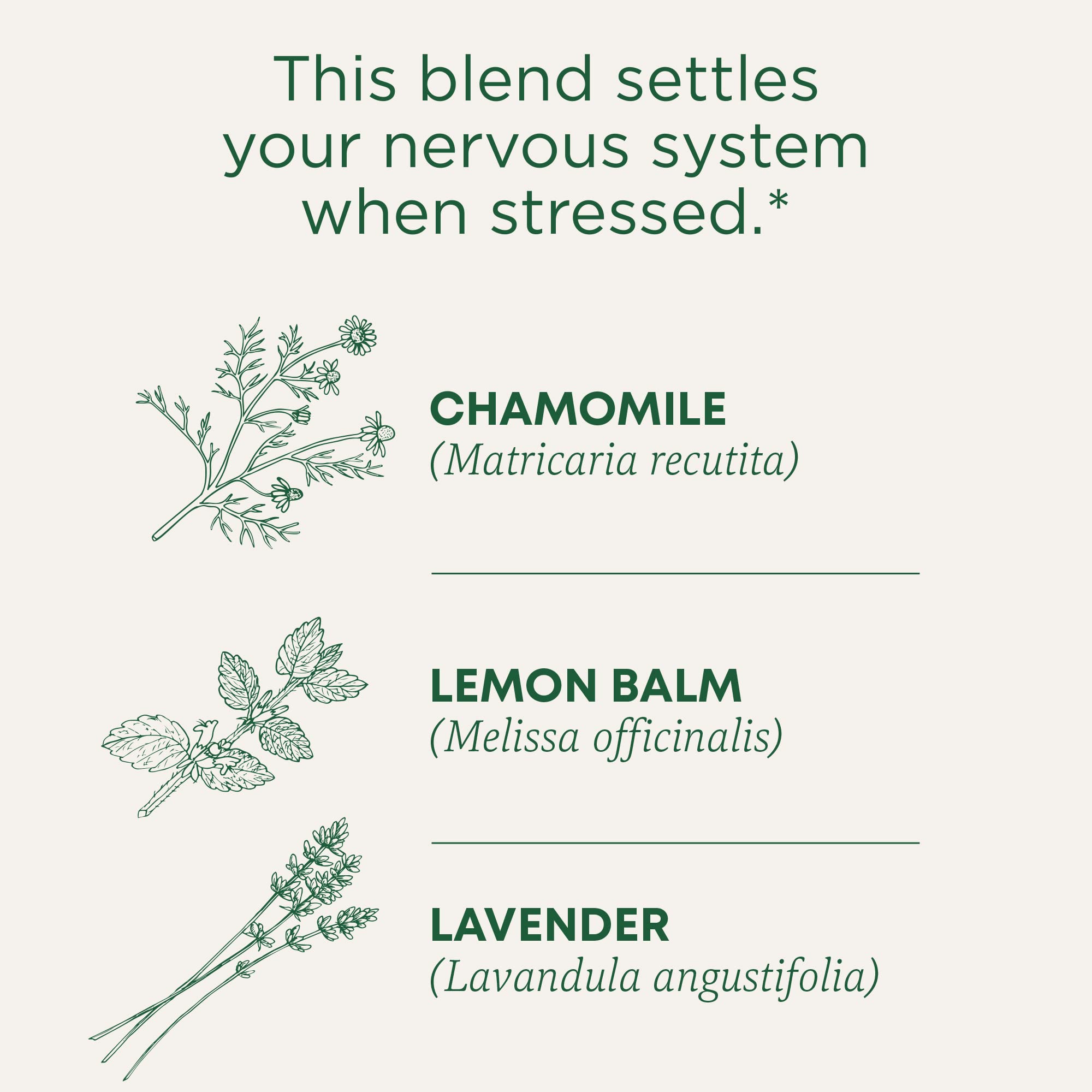 Traditional Medicinals Chamomile and Lavender tea steeping in hot water