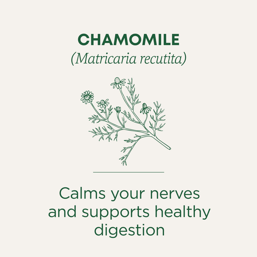 Close-up of chamomile tea bag scent and essential oils from the flowers