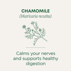 Close-up of chamomile tea bag scent and essential oils from the flowers