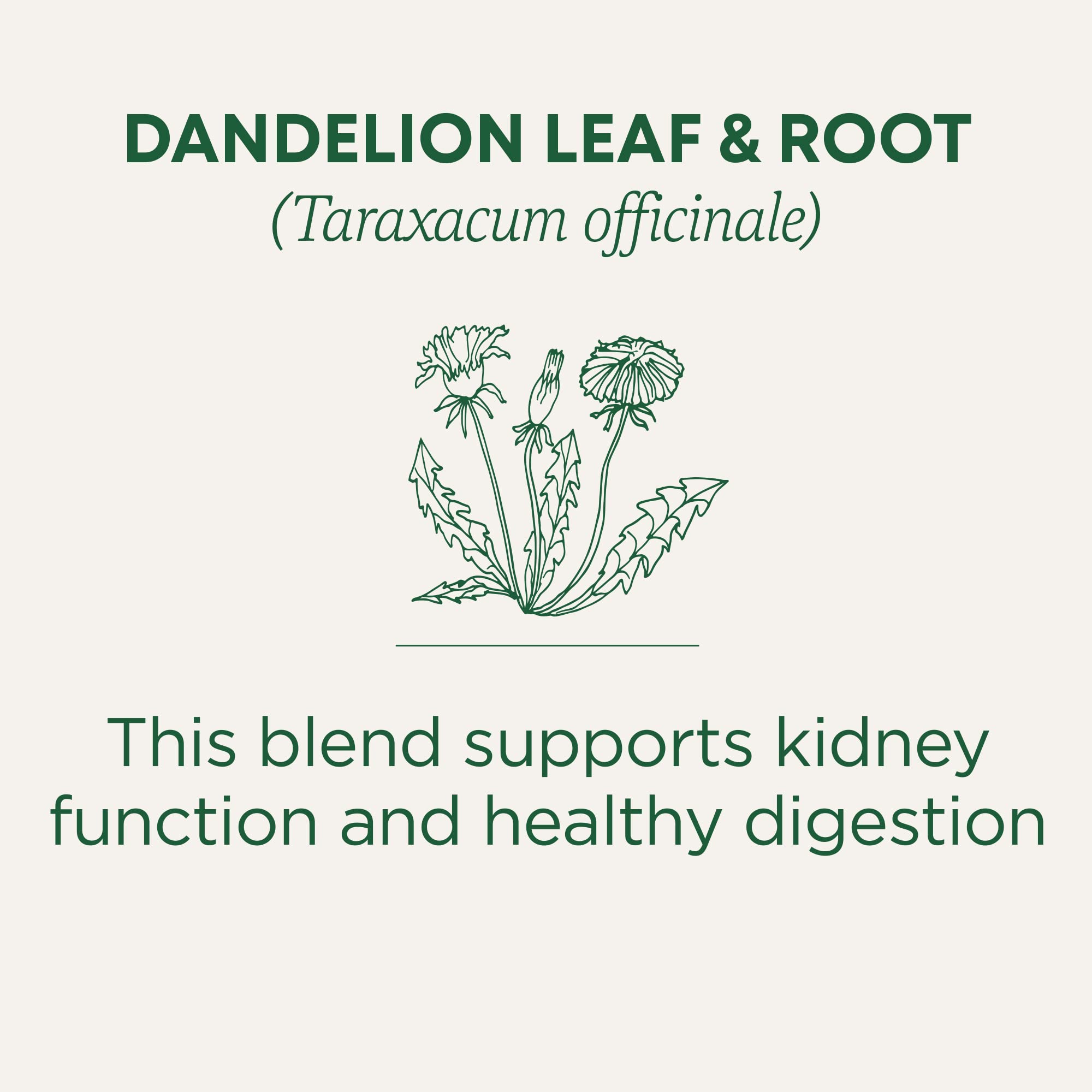 Traditional Medicinals Dandelion Root and Leaf harvested for herbal infusion.