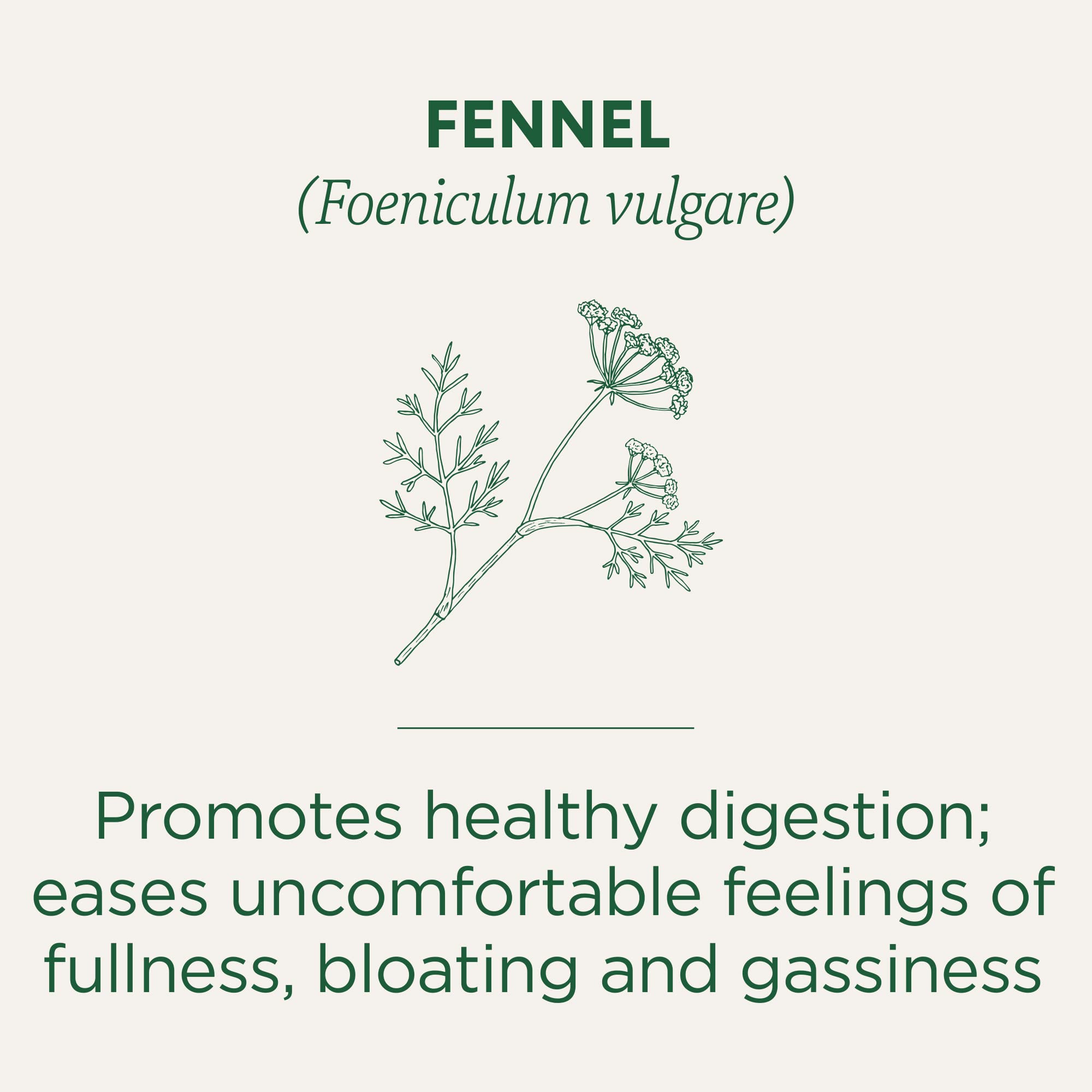 Traditional Medicinals fennel tea cup ready to enjoy a soothing aromatic experience.