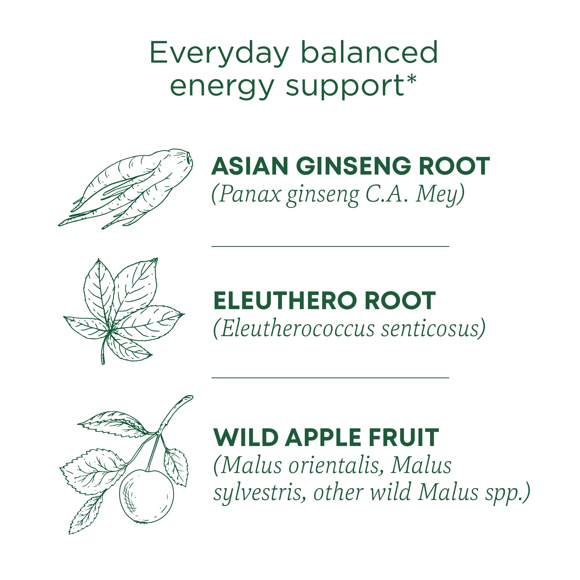 Traditional Medicinals ginseng-wild-apple-mint tea steeping cup promotes clear thinking.