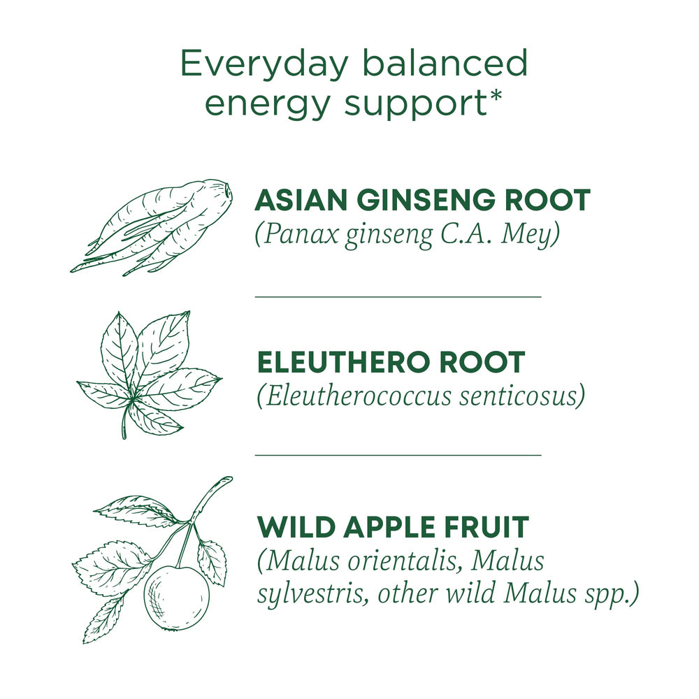 Traditional Medicinals ginseng-wild-apple-mint tea steeping cup promotes clear thinking.