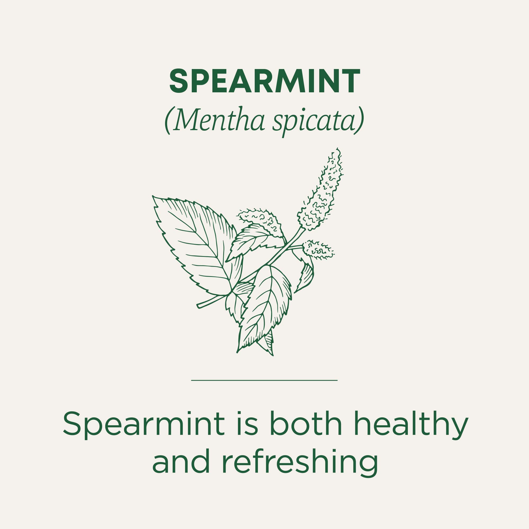 Traditional Medicinals spearmint tea with Kosher certification visible on the packaging.