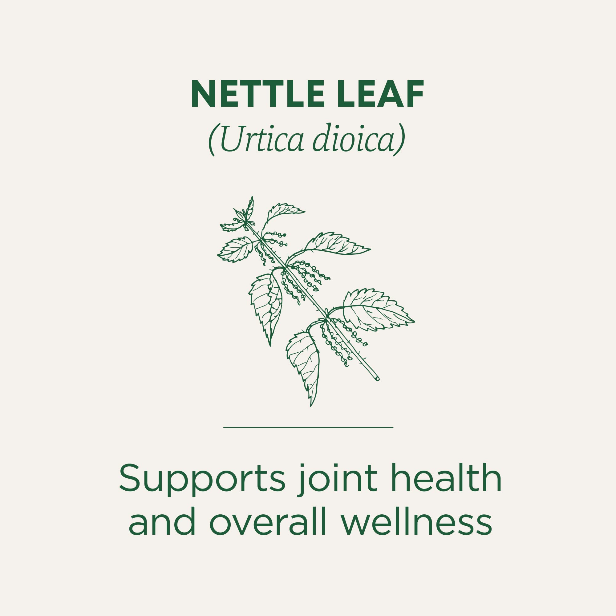 Pouring cup of Traditional Medicinals nettle tea highlighting fresh, earthy taste