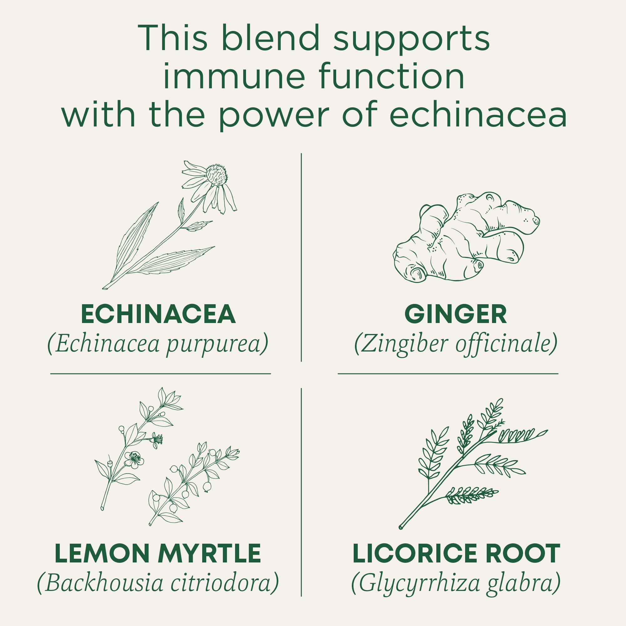 Traditional Medicinals Organic Immune Zoom tea pack shown in a 16-count box for daily sipping.