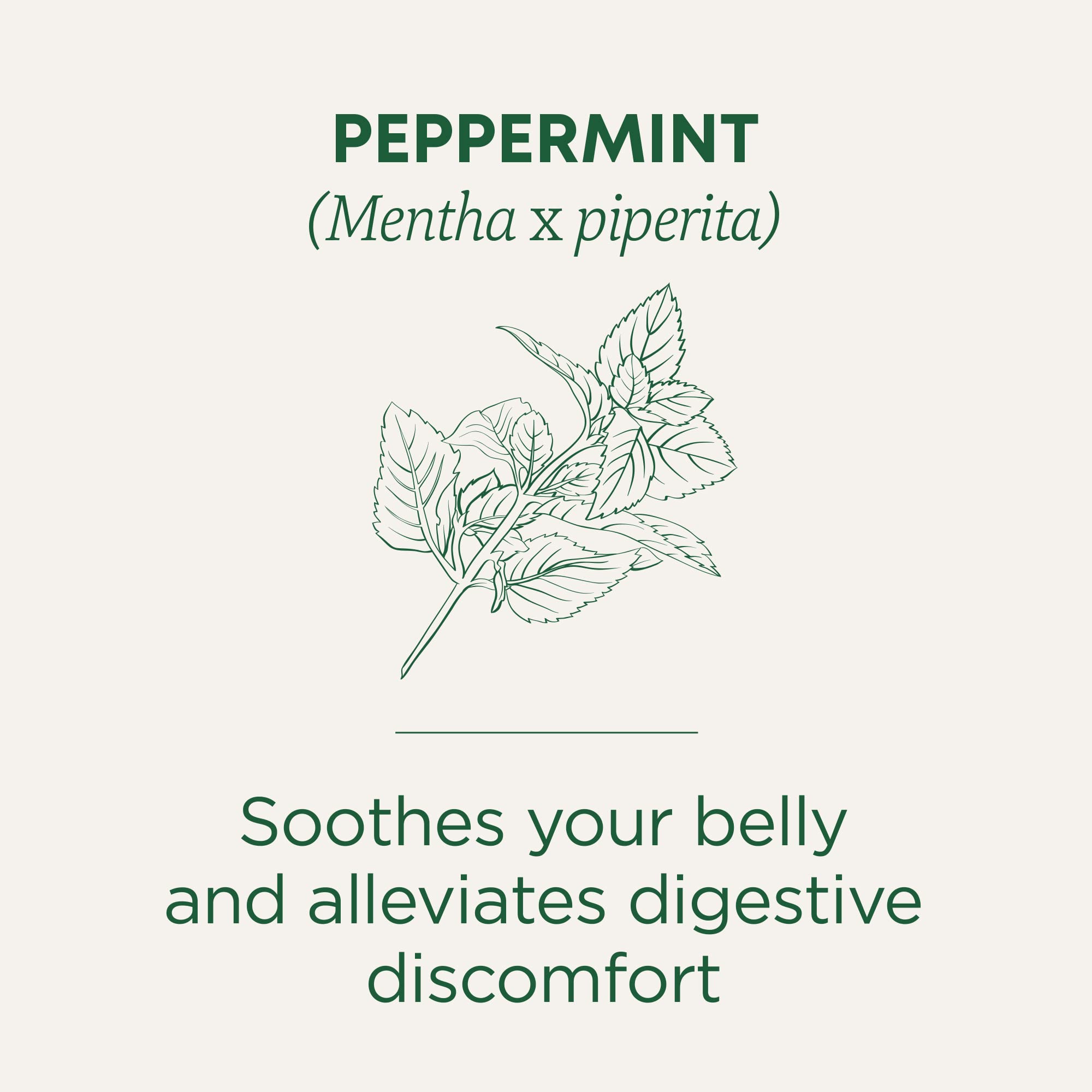 Traditional Medicinals peppermint tea steeping in a cup for a soothing aroma.