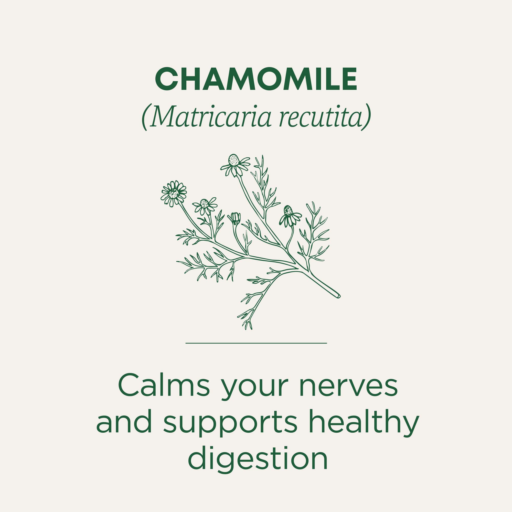 Steeping chamomile tea from Traditional Medicinals for a soothing aroma