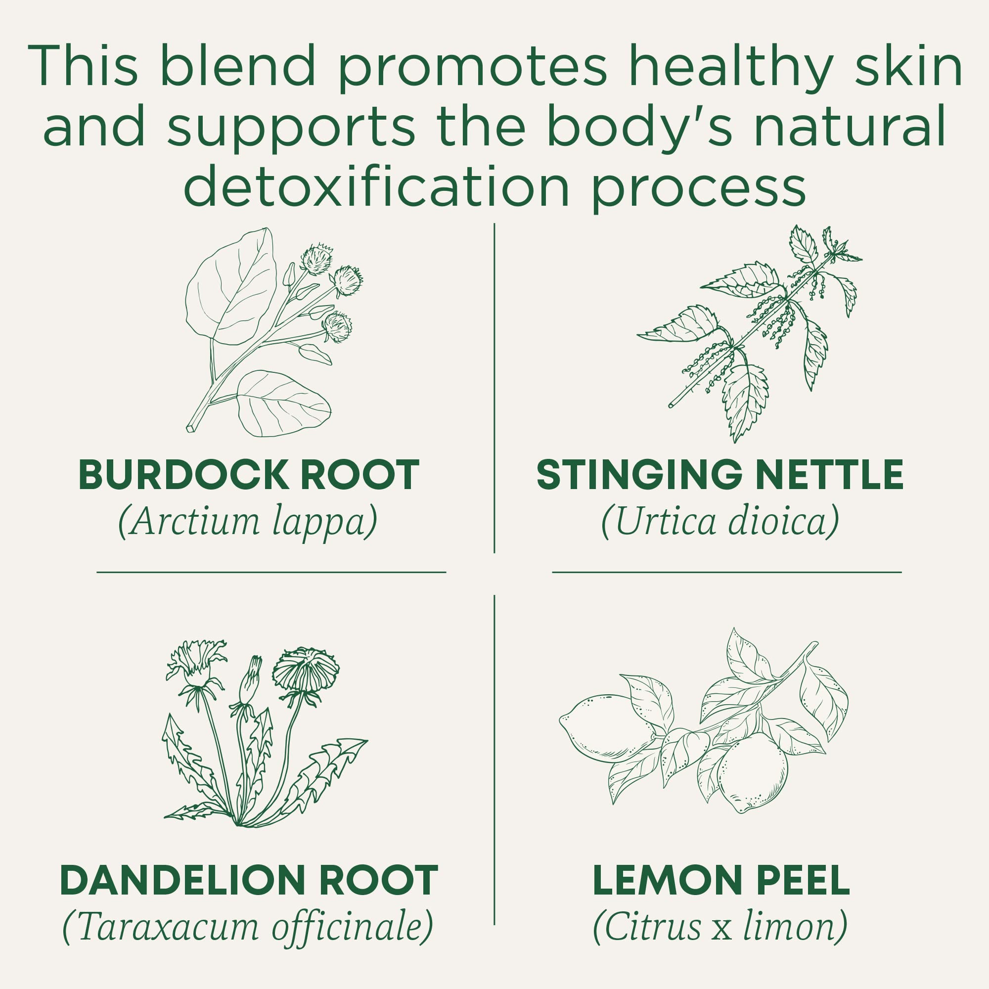 A cup of Traditional Medicinals Everyday Detox Lemon tea with a lemon slice.