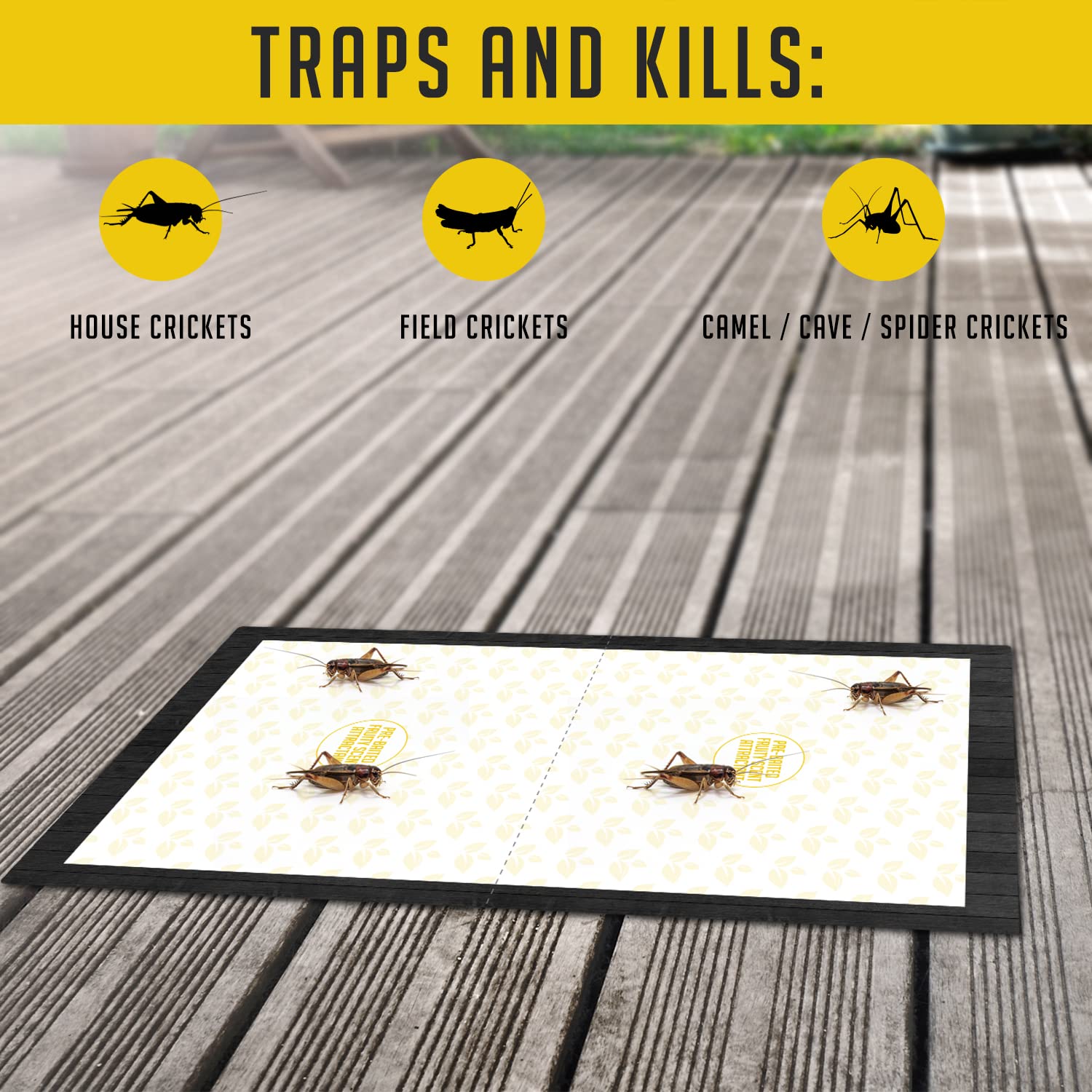 Non-toxic, poison-free design of Trap A Pest cricket traps.