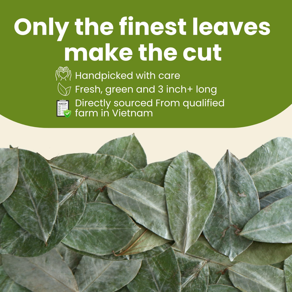 Tropical Teahouse Graviola leaves, handpicked, delivering vibrant color and aroma.