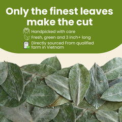 Tropical Teahouse Graviola leaves, handpicked, delivering vibrant color and aroma.