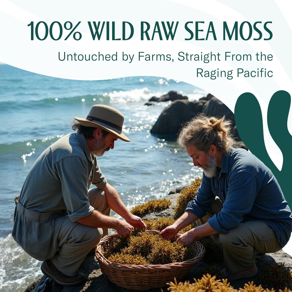 TrueSeaMoss gel-ready strands ready to blend with water