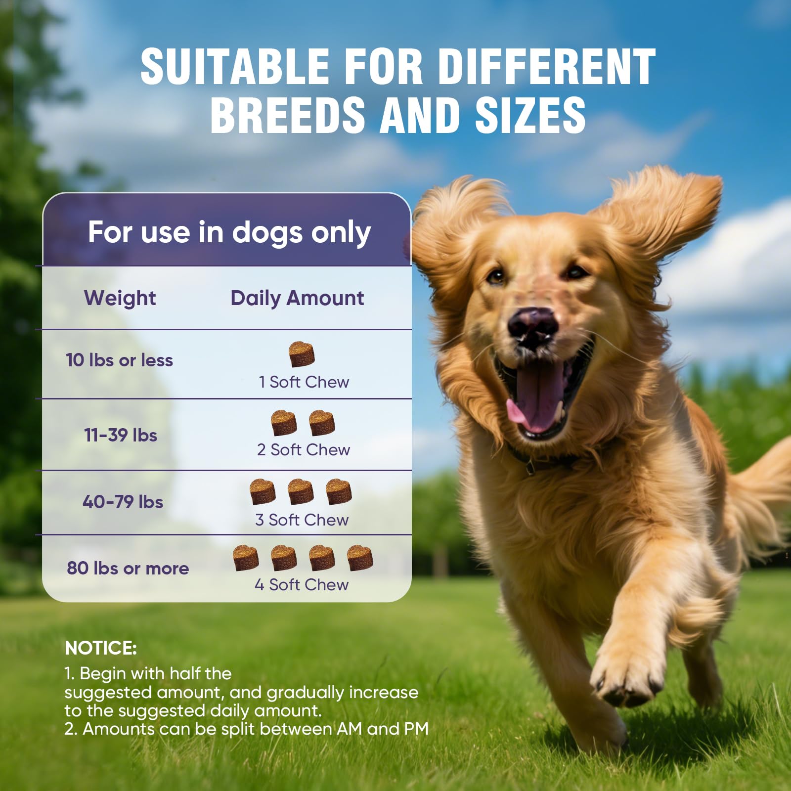 TTLXRL Glucosamine for Dogs chews shown aiding easy joint movement during play.