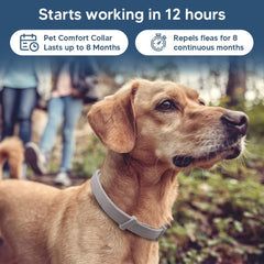 Dog wearing UDyoude collar during a walk for secure wear.