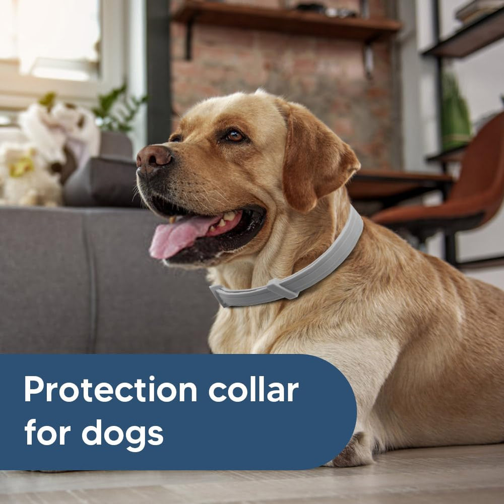 Safety-focused UDyoude collar image for pets and families.