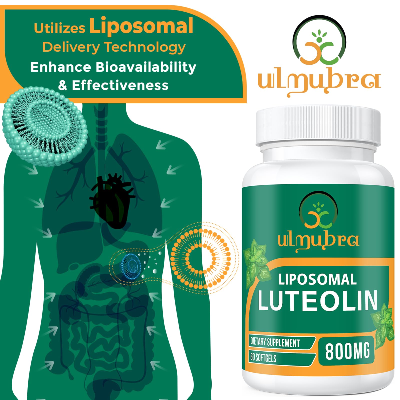 Ulmubra 800 mg luteolin bottle emphasizes liposomal delivery and enhanced absorption.