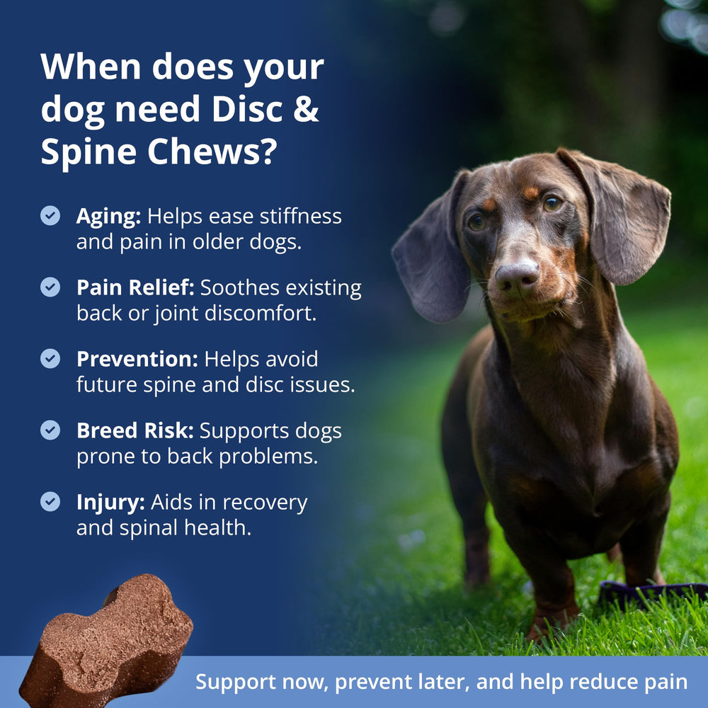 Under the Weather dachshund-on-floor image illustrates long-backed breed use for mobility