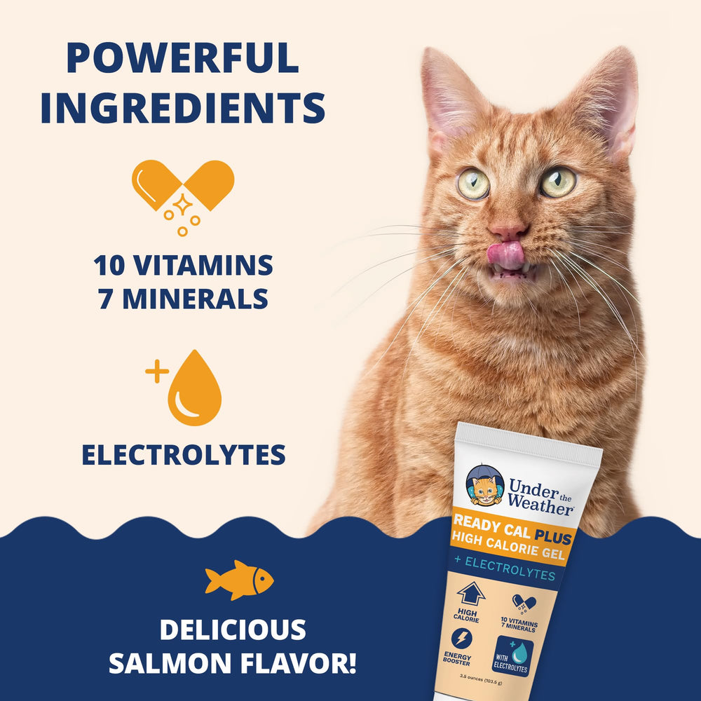 Salmon-flavored Ready Cal Plus Gel appealing to picky eaters
