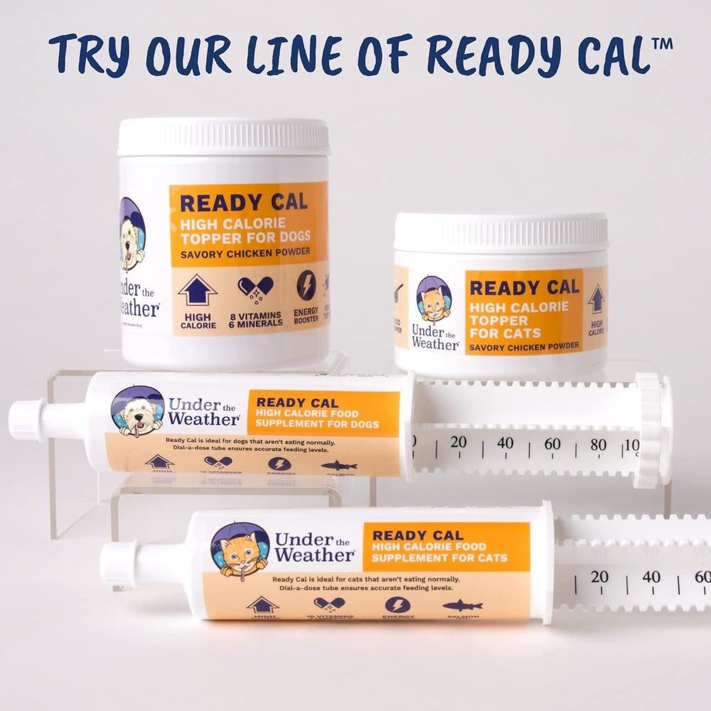 Senior cat benefits from Ready Cal powder support.