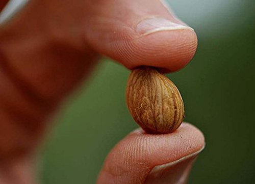 US-grown fresh apricot seeds from California farms