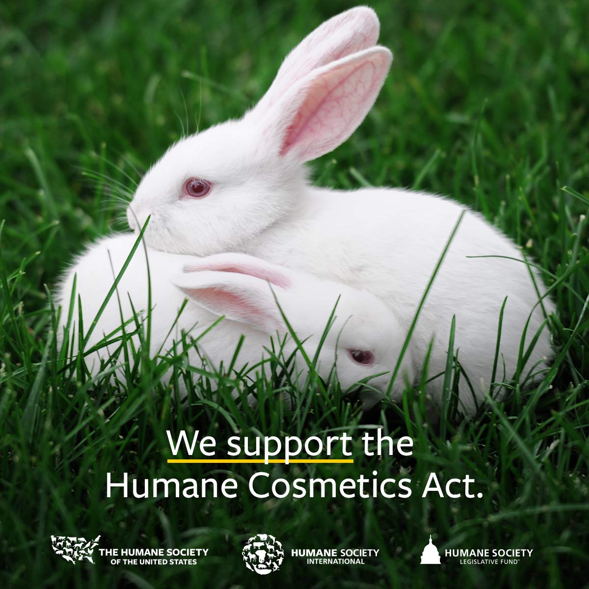 Cruelty-free Leaping Bunny logo on packaging signals ethical sourcing