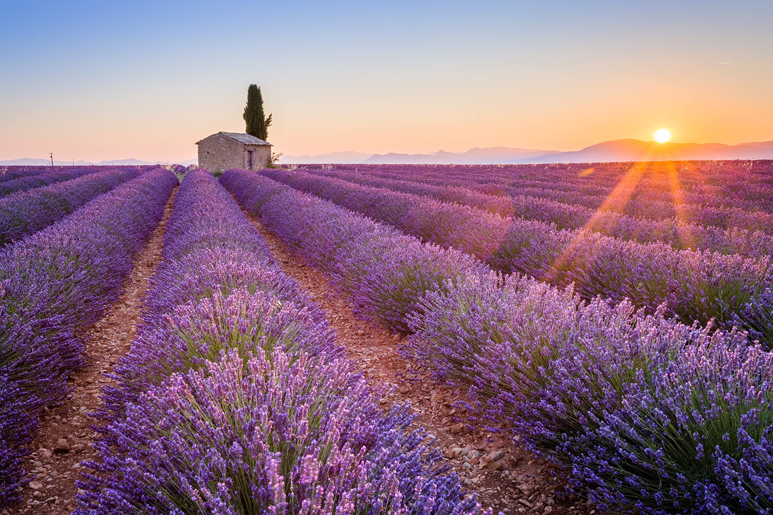 US Wellness Naturals baking with lavender enhances desserts with subtle hints.