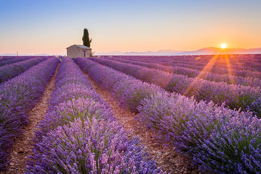 US Wellness Naturals baking with lavender enhances desserts with subtle hints.