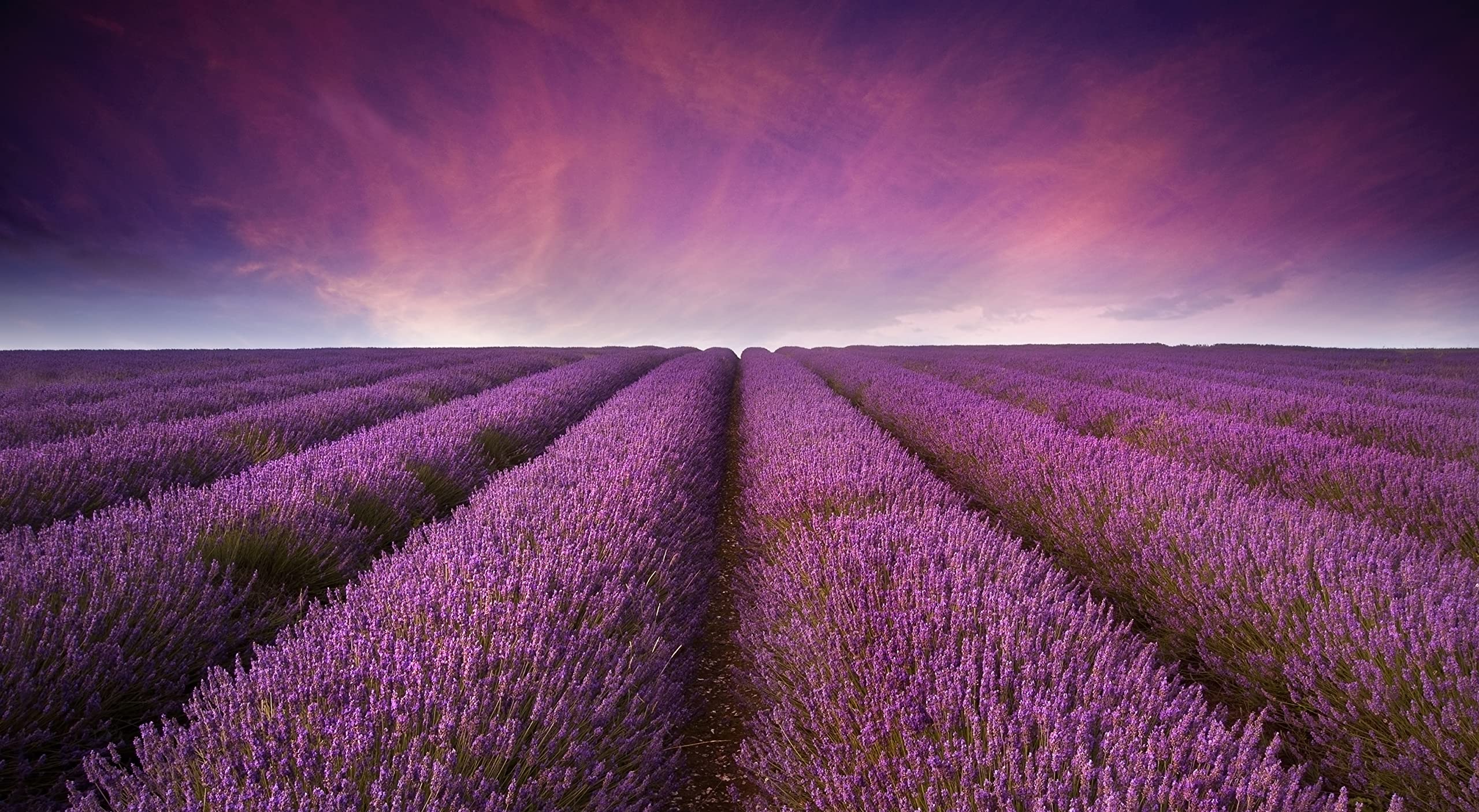 US Wellness Naturals DIY beauty lavender oil inspires soothing skincare routines.