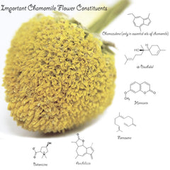 US Wellness Naturals Egyptian chamomile flowers from sustainable farms.