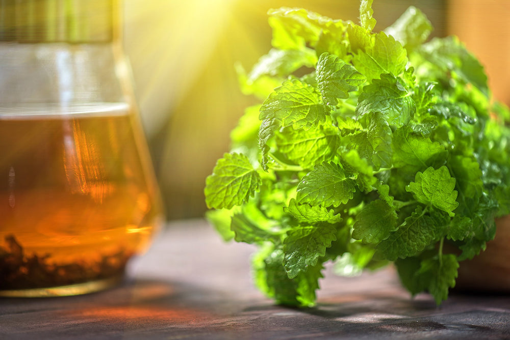 Lemon Balm flowers with bees, showcasing natural, pollinator-friendly herb from US Wellness Naturals.