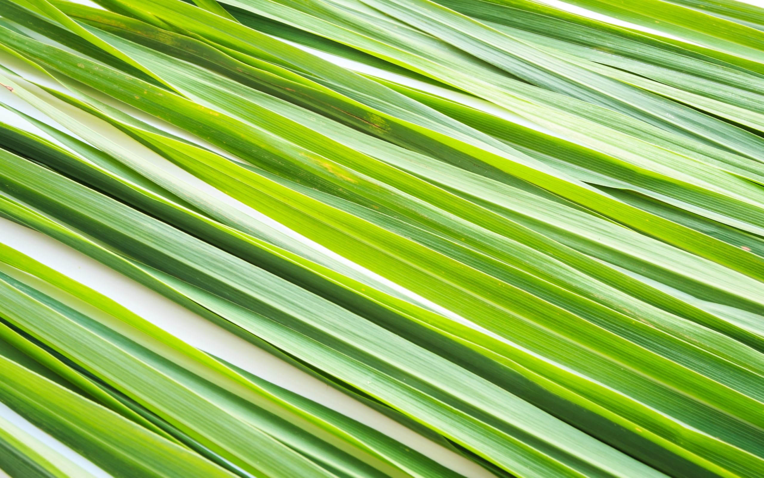 US Wellness Naturals Lemongrass Tea organic and USDA-certified quality.