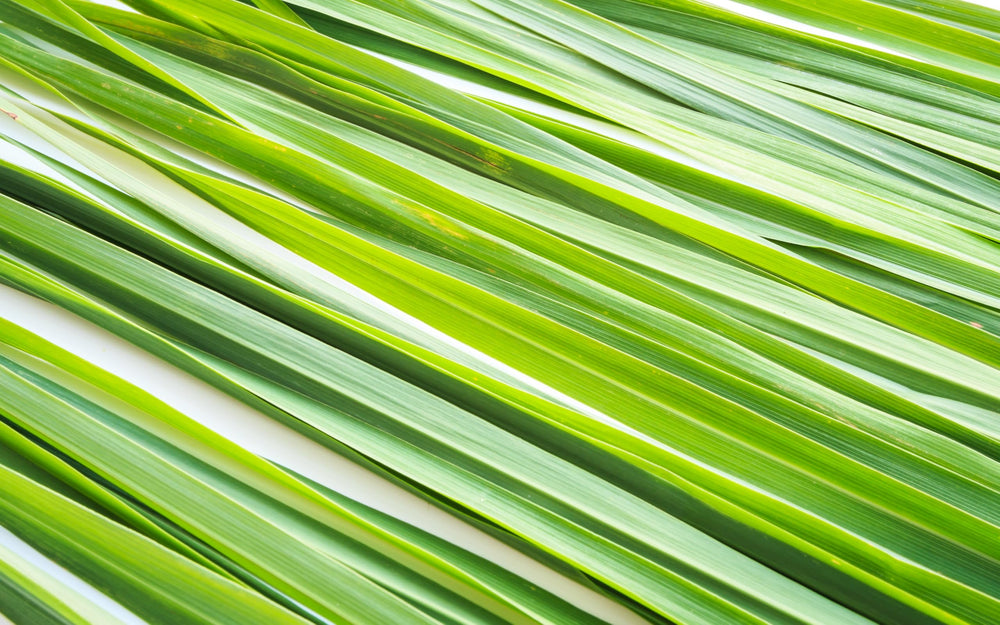 US Wellness Naturals Lemongrass Tea organic and USDA-certified quality.