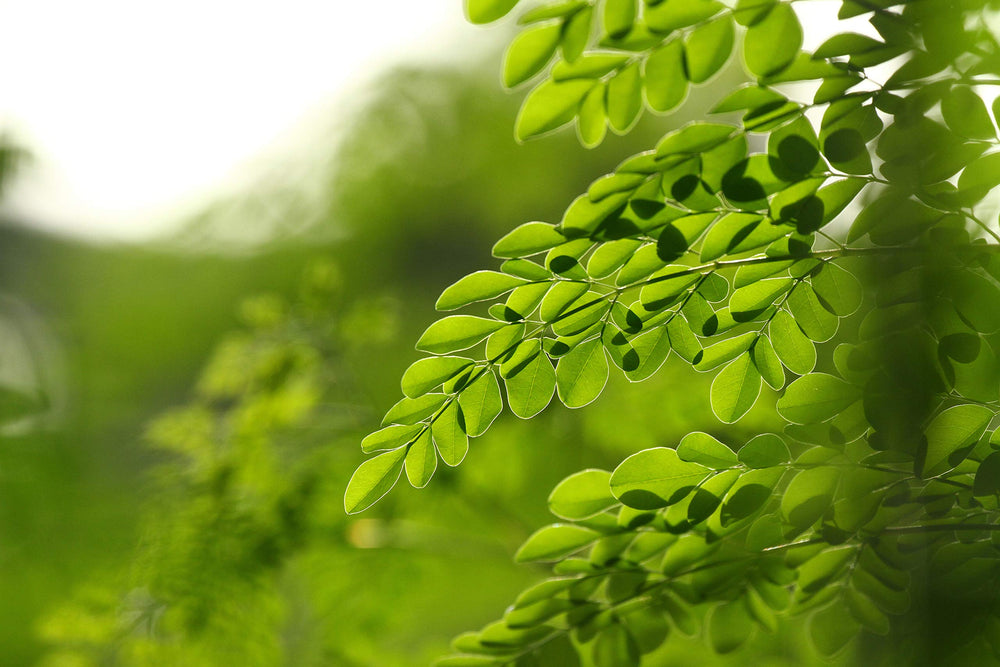 Resealable bag preserves freshness of moringa powder.