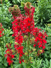 USBRANDSEED cardinal flower seeds hummingbird-nectar-source blooms attract pollinators.