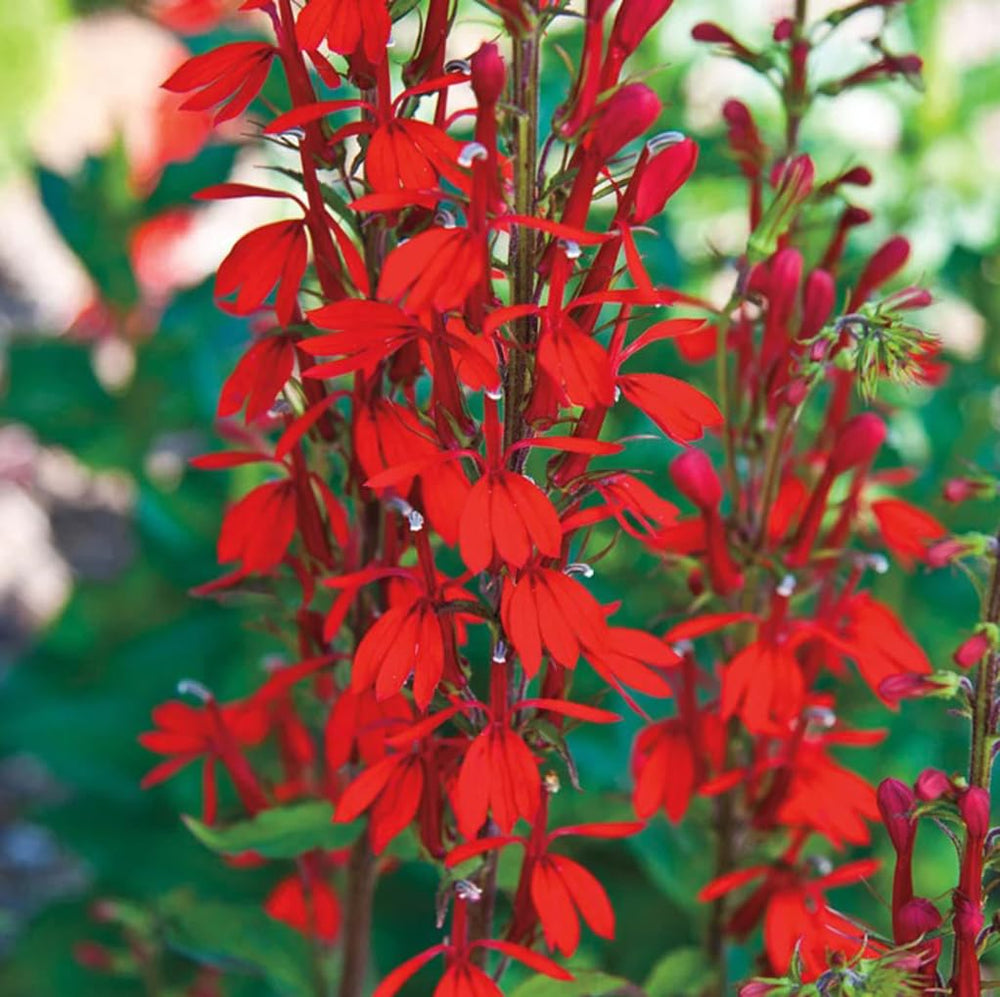 USBRANDSEED cardinal flower seeds bloom close-up, vivid red petals attract hummingbirds.