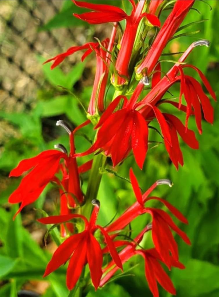 USBRANDSEED stratification-prep steps guide winter-ready seeds for spring blooms.
