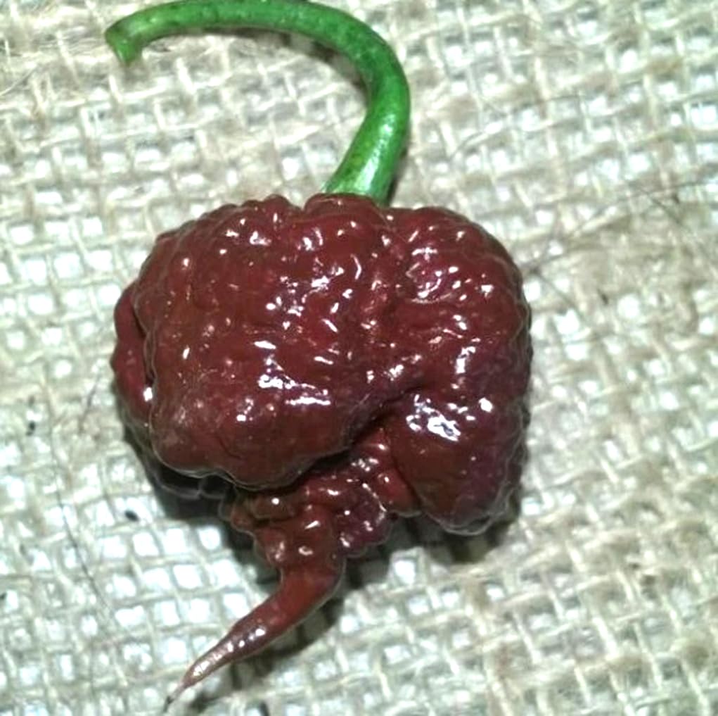 USBRANDSEED Chocolate Carolina Reaper seeds label back view, perfect for selecting heat and flavor