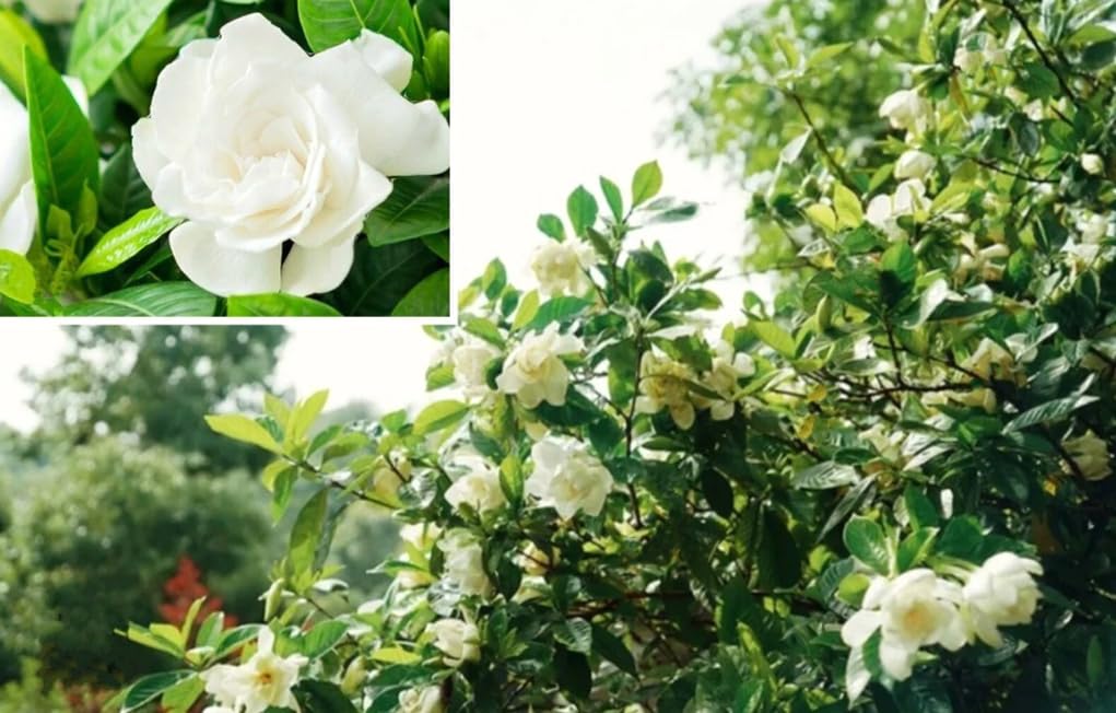 USBRANDSEED Gardenia Jasminoides blooms hint at fragrant ornamental potential indoors.