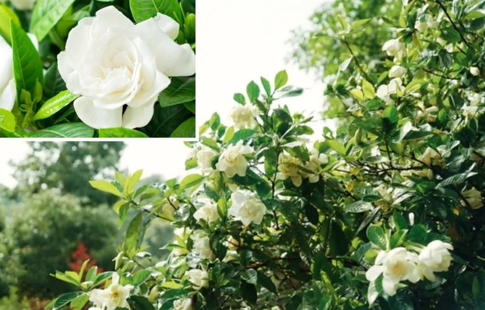 USBRANDSEED Gardenia Jasminoides blooms hint at fragrant ornamental potential indoors.