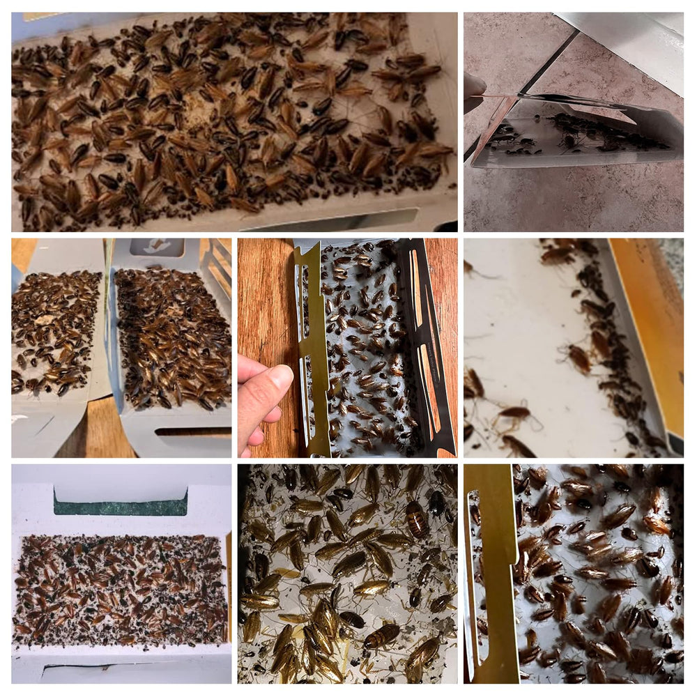 USKICH roach traps with eco friendly adhesive capture roaches safely without extra bait.