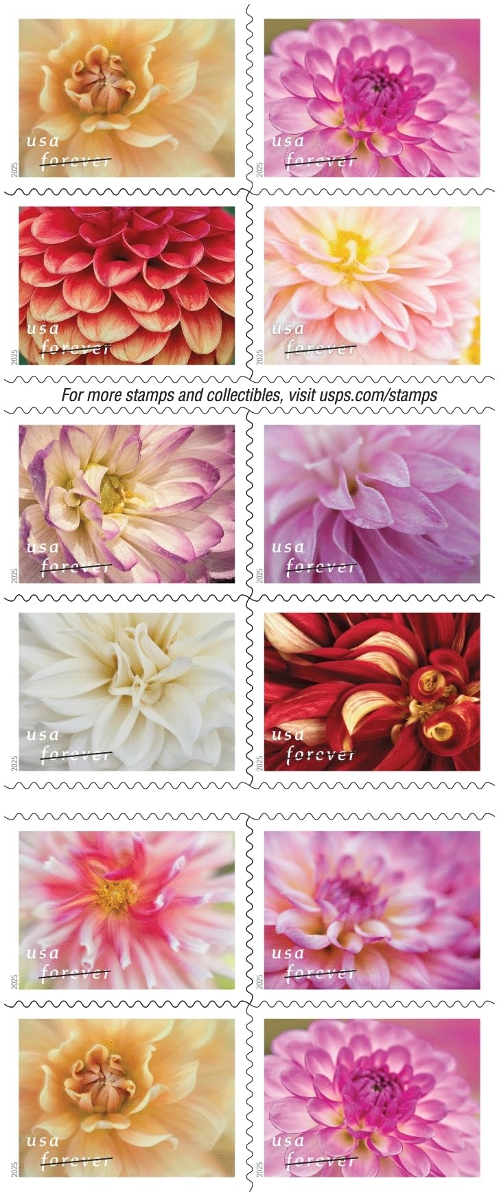 USPS Dahlias Forever stamps pistil detail highlights intricate flower centers.