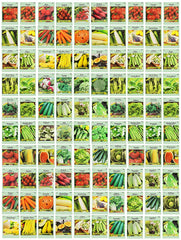 Valley Greene 100-pack heirloom seeds in a colorful seed pack for a thriving backyard garden.