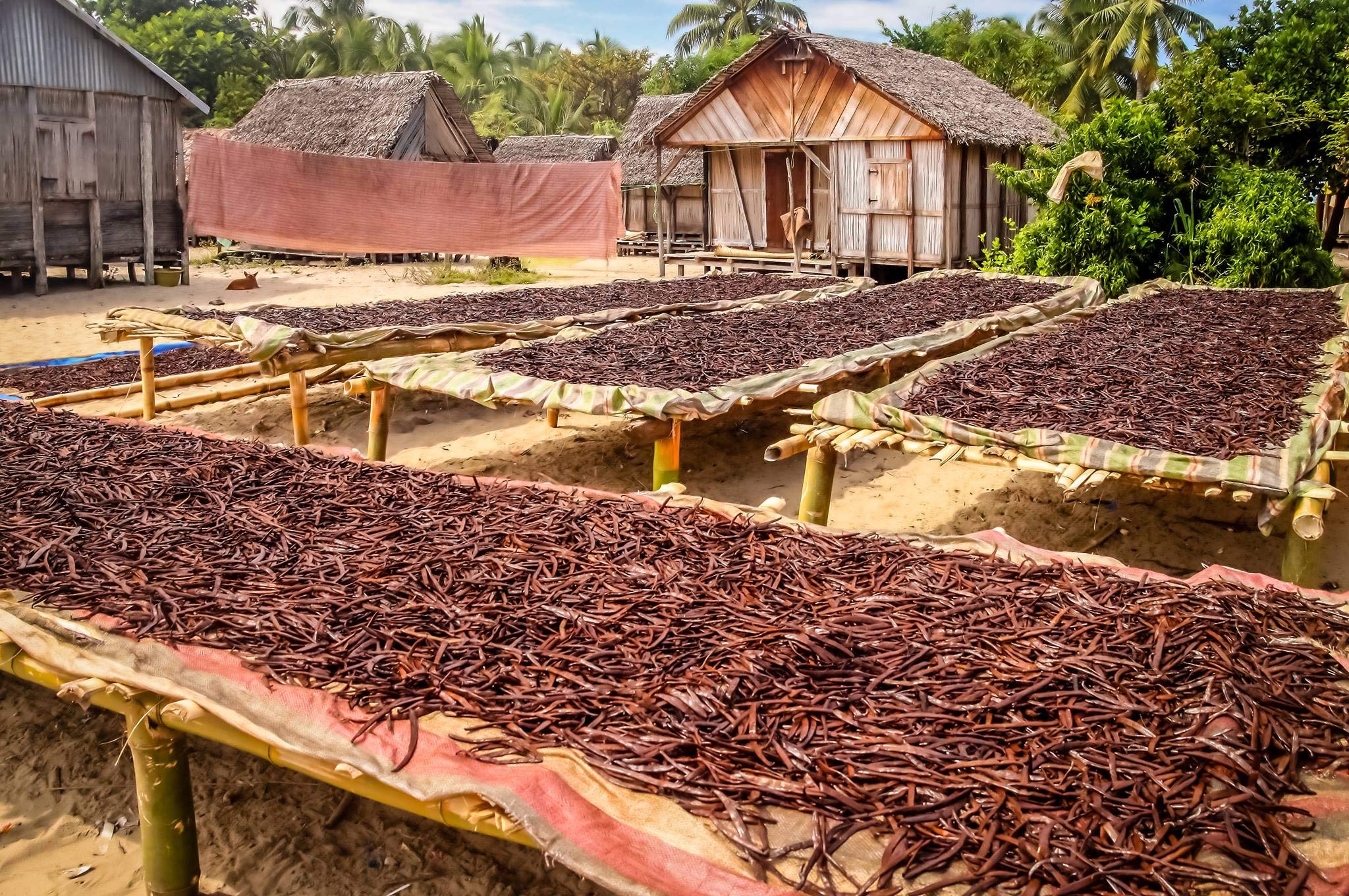 Vanilla beans in bowl highlight premium sourcing and infusion potential.
